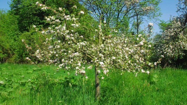 Blühender Apfelbaum
