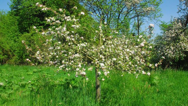 Blühender Apfelbaum