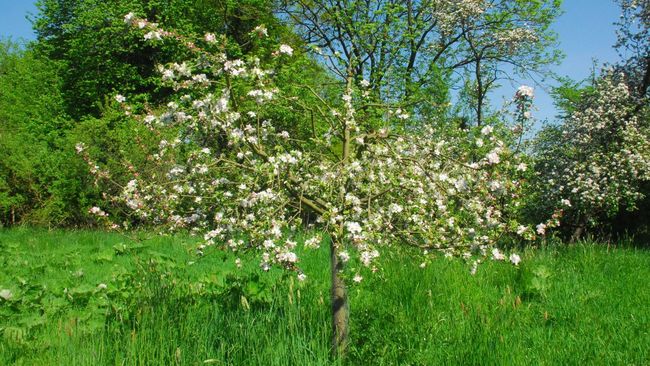 Blühender Apfelbaum