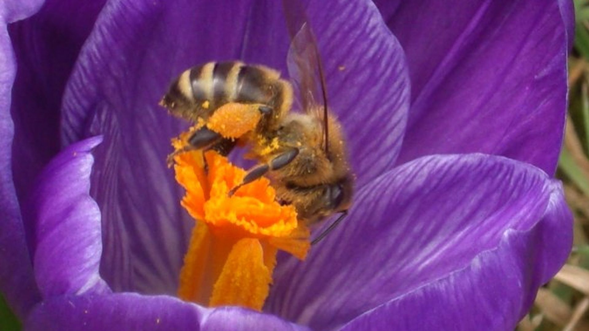 Biene Crocus