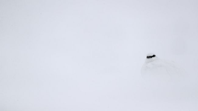 Ein Alpenschneehuhn im Winter, mitten im Schnee. 