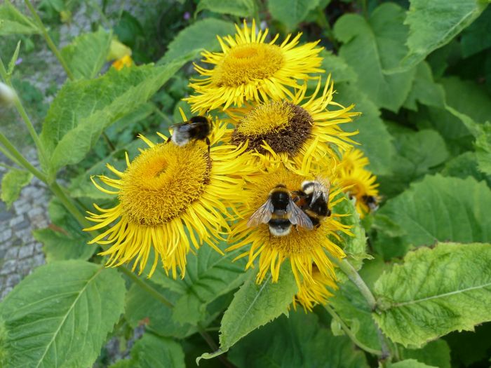 Wildbienen sitzen auf Alanten