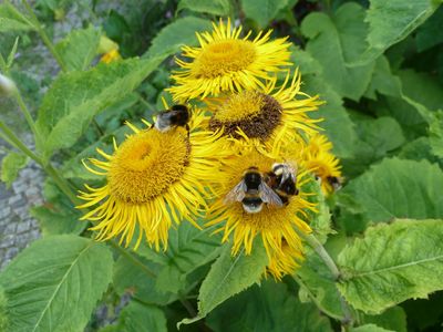 Wildbienen sitzen auf Alanten