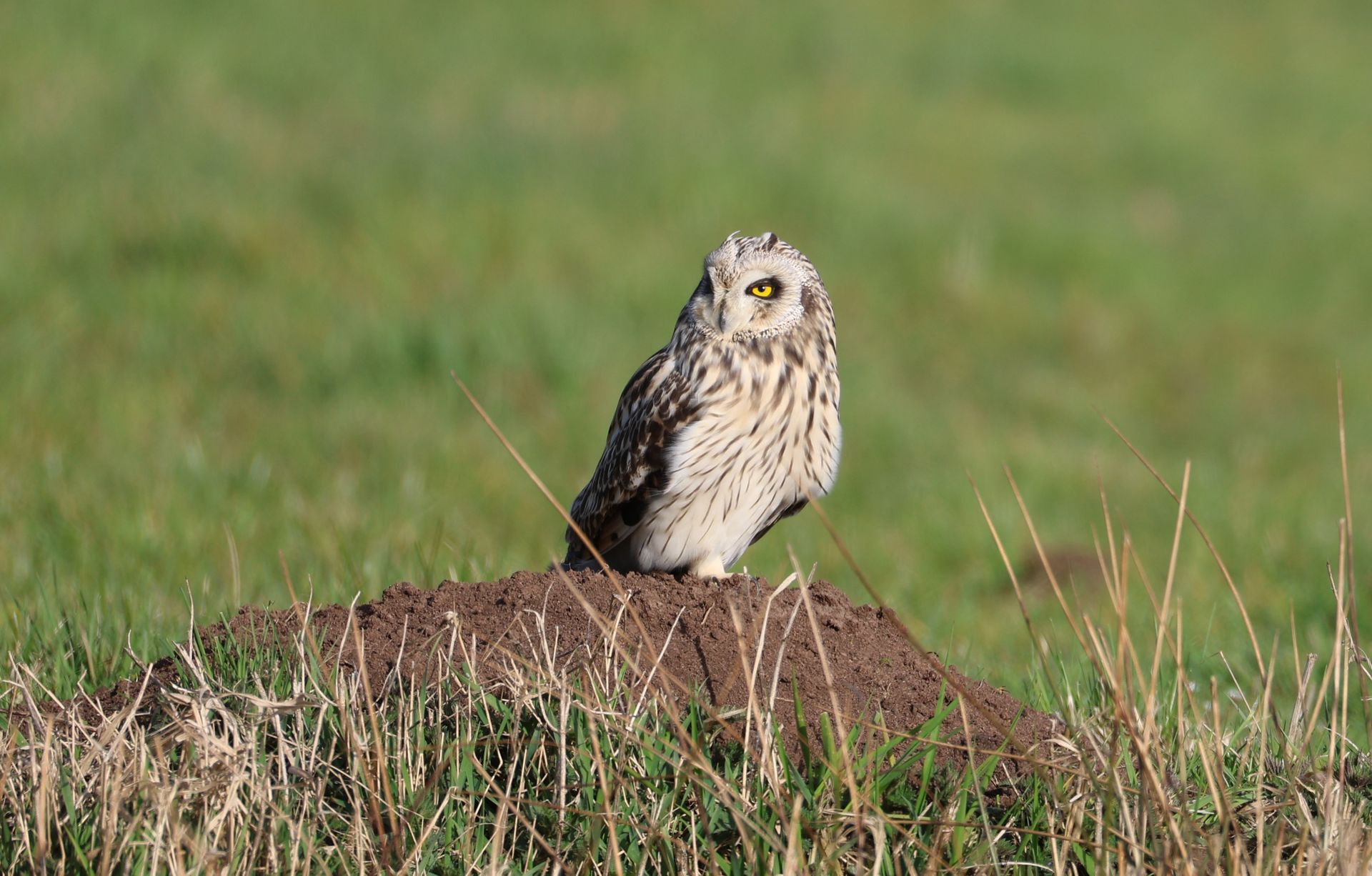 Sumpfohreule (Asio flammeus)