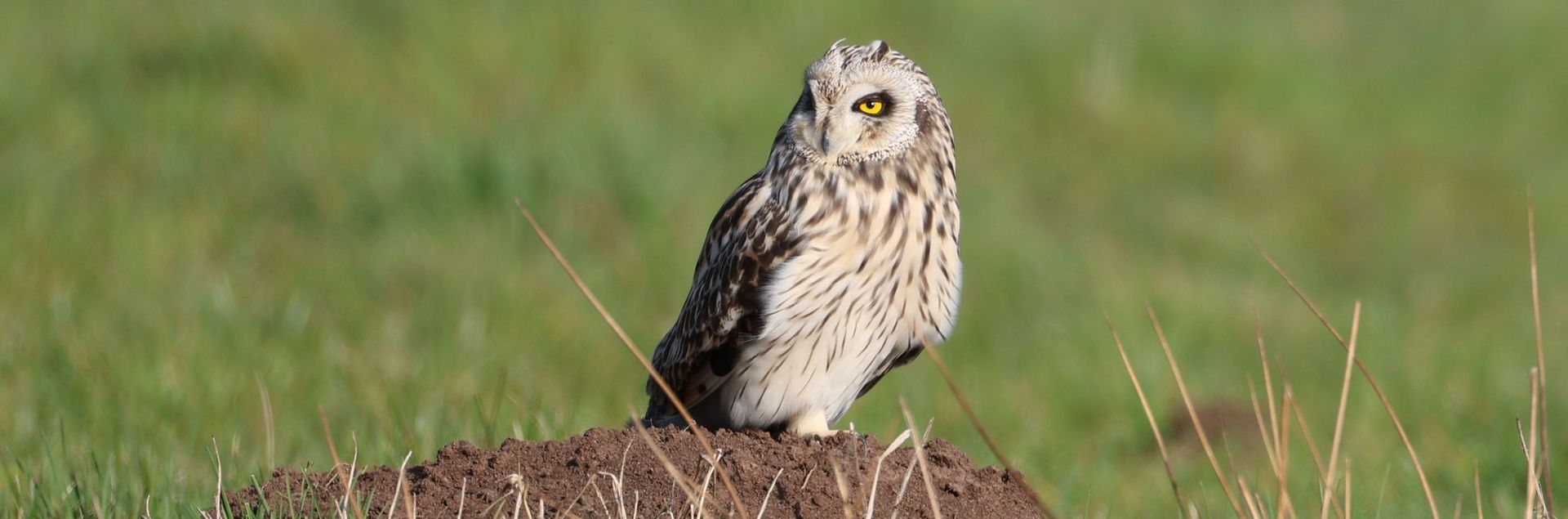 Sumpfohreule (Asio flammeus)