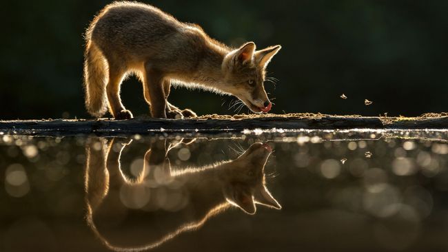 Das Naturfoto des Monats Juni 2026 von Lutz Wilke