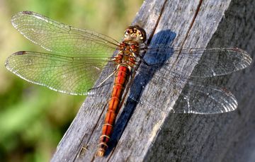 Gewöhnliche Heidelibelle (Sympetrum vulgatum).