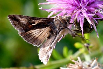 Gammaeule (Autographa gamma).