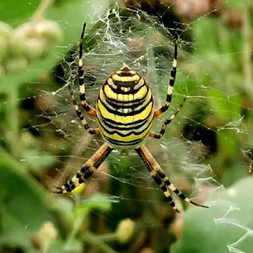 Wespenspinne (Argiope bruennichi).