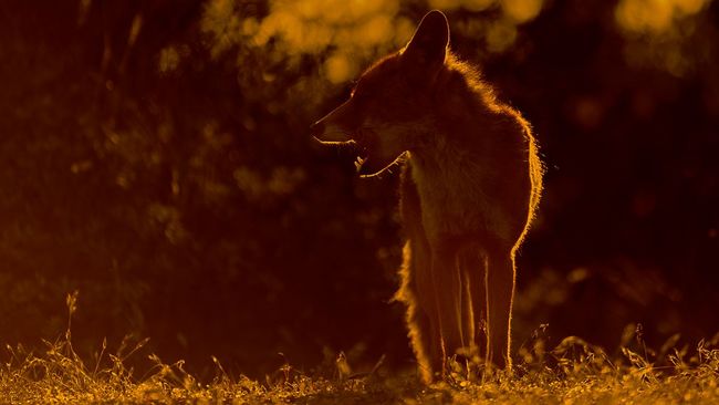 Ein Fuchs im Gegenlicht
