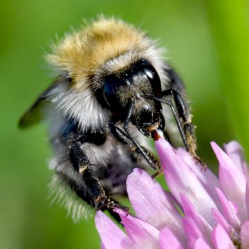 Ackerhummel (Bombus pascuorum).