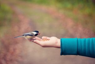 Meise_auf_hand_StockSnap_pixabay.jpg