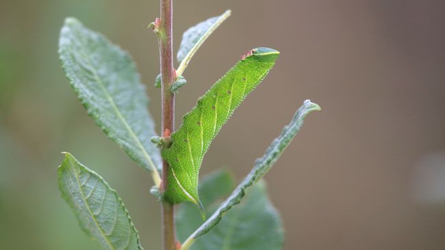 Naturfoto des Monats August: Das Abendpfauenauge.