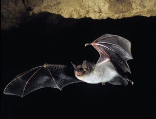 Teichfledermaus