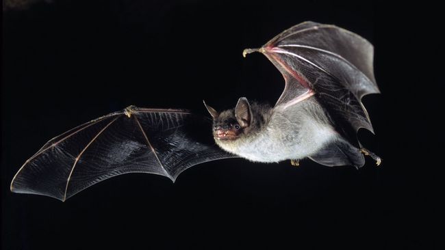 Teichfledermaus