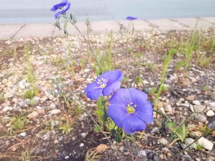 Die ersten Blumen des Insektengartens!