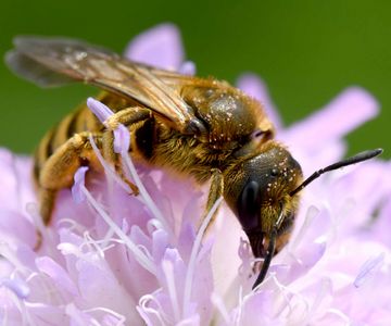 Gelbbindige Furchenbiene (Halictus scabiosae).