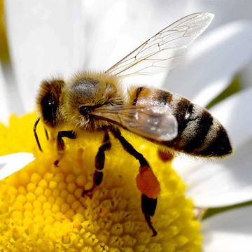 Westliche Honigbiene (Apis mellifera).
