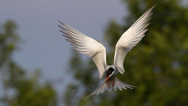 Flussseeschwalbe Flug