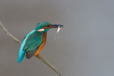 Eisvogel mit Fisch