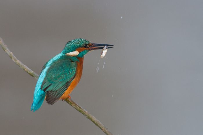 Eisvogel mit Fisch