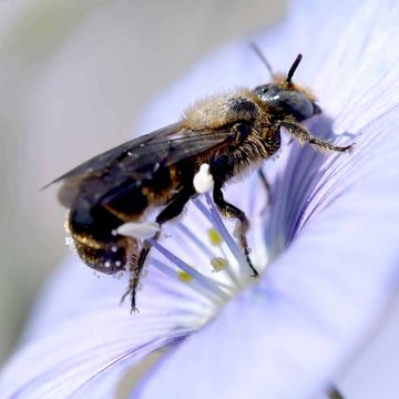 Glockenblumen Scherenbiene (Chelostoma rapunculi).