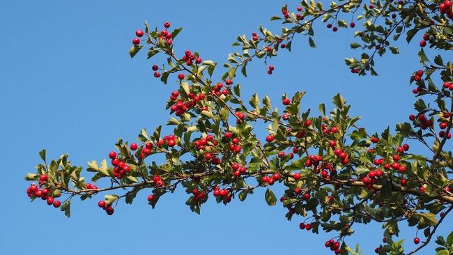 Weißdorn im Herbst mit Beeren