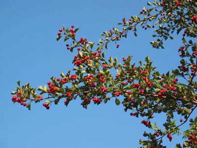 Das Bild zeigt einen Beeren behangenen Zweig eines Weißdorn-Strauchs.