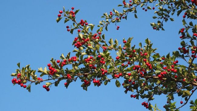 Weißdorn im Herbst mit Beeren