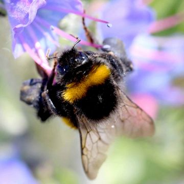 Dunkle Erdhummel (Bombus terrestris).