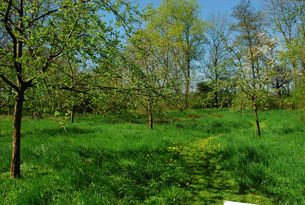 Obstwiese auf der großen Dunge