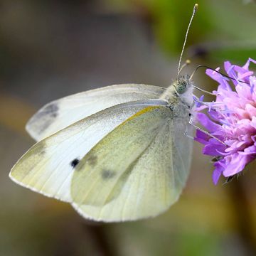 Kleiner Kohlweißling (Pieris rapae).