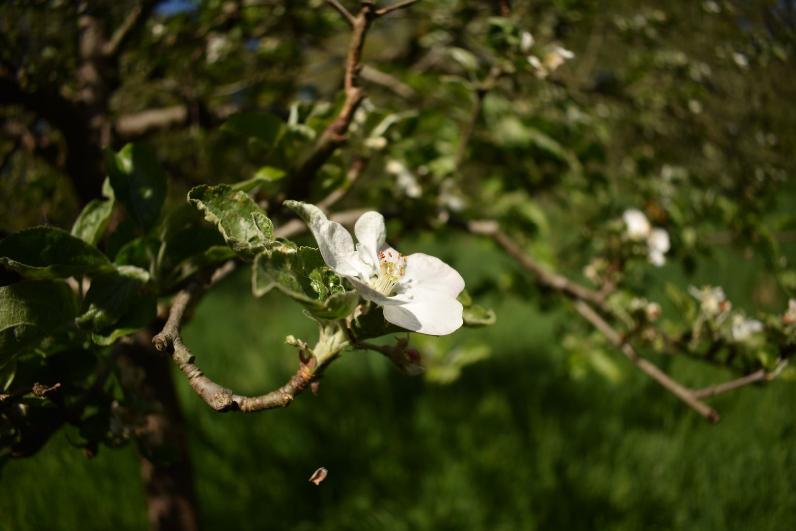 Apfelblüte auf der Großen Dunge