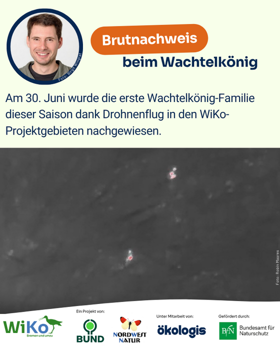 Brutnachweis beim Wachtelkönig
