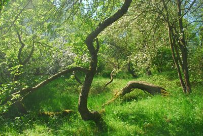 Alter Obstbaum auf der Großen Dunge