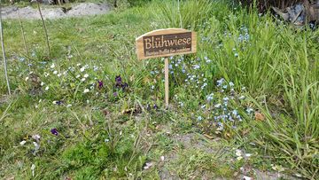 Die Wildblumenwiese für Insekten