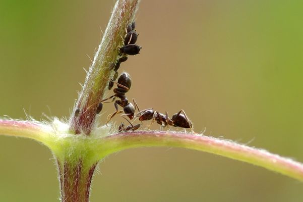 Foto von Ameisen mit Blattläusen