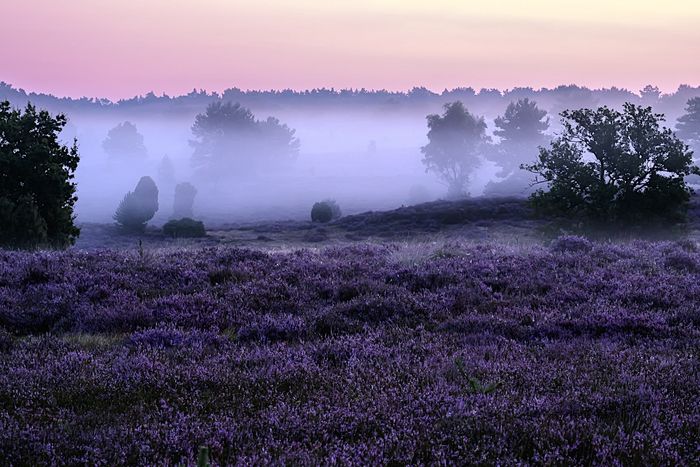 Foto des Monats September: Morgennebel im Moor
