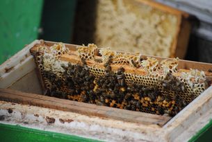 Honigbienen
