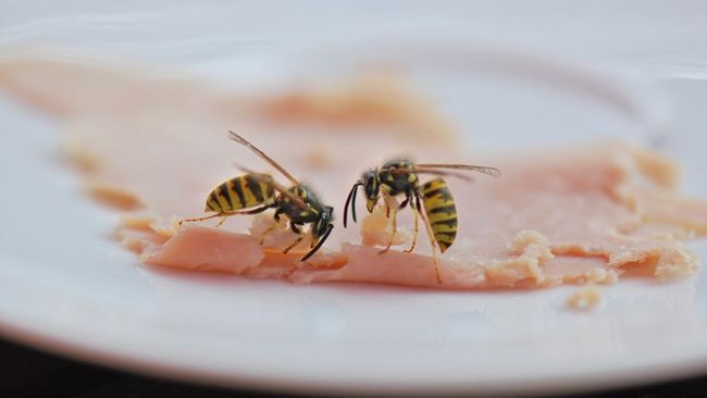 Wespen auf Nahrungssuche