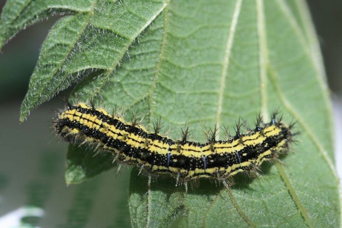 Spielerisch die Natur entdecken - wie hier die Raupe des Kleinen Fuchses