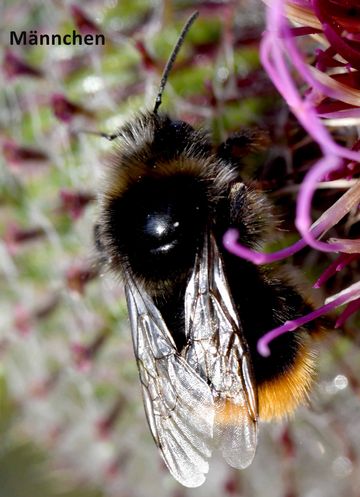 Steinhummel (Bombus lapidarius).
