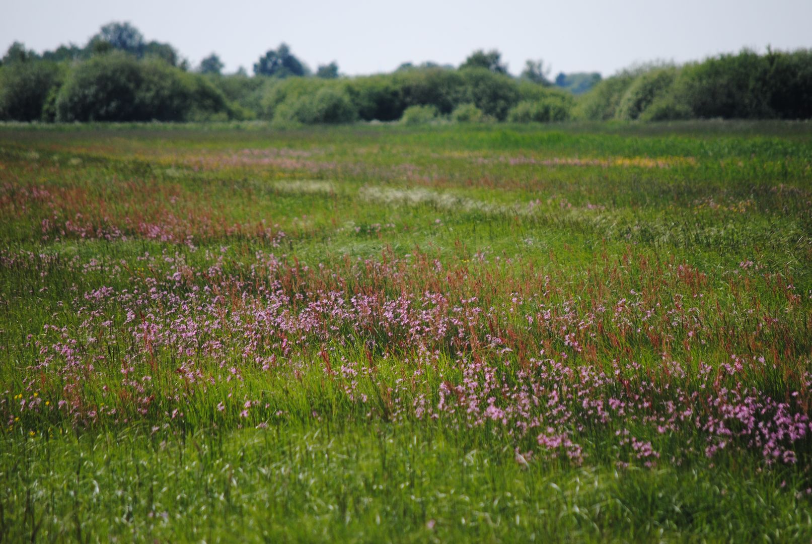 Blühende Wiese im Werderland.