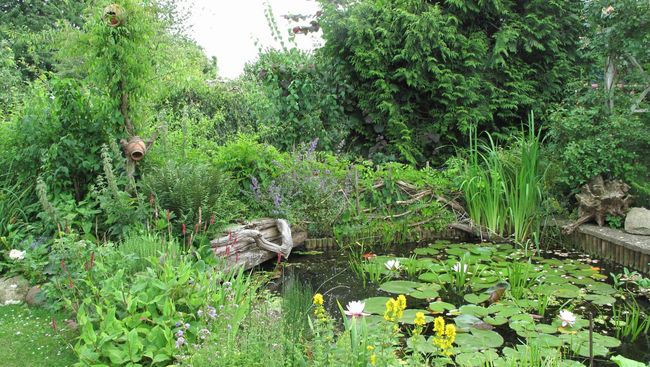 Naturgarten mit Teich