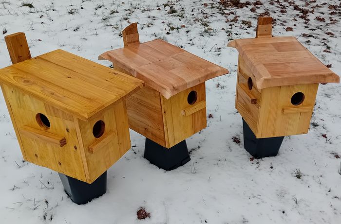 In Kobeln ziehen Eichhörnchen ihre Jungen groß.