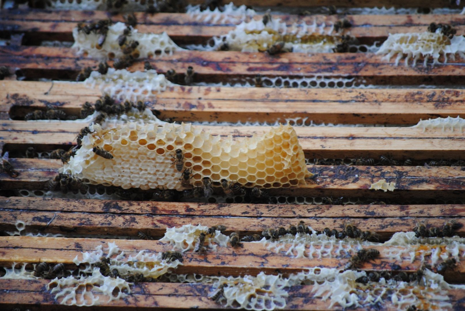 Honigbienenwabe