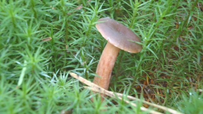 Herbstzeit ist Pilzzeit