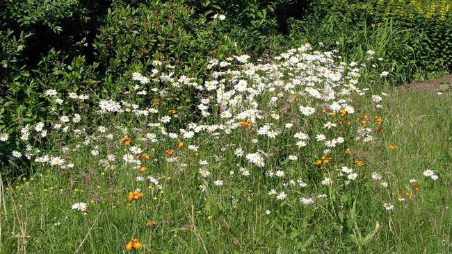Blumenwiese