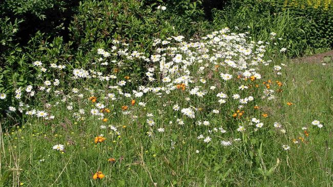 Blumenwiese