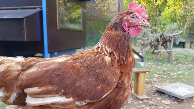 Ein Huhn aus dem Hühnerhof auf der BUND-Kinderwildnis.